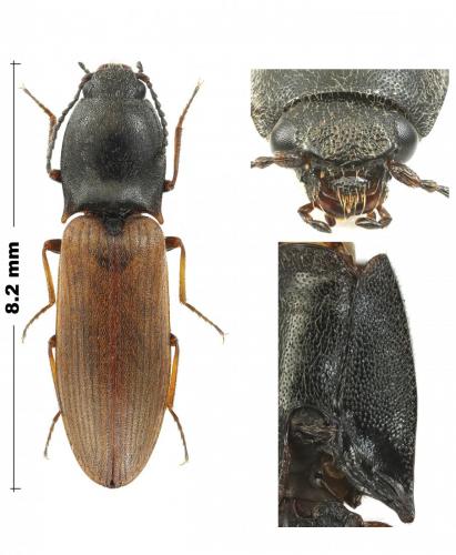 Réf. 212 631 : Aplotarsus incanus